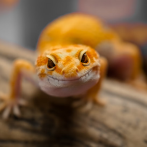 Reptiles