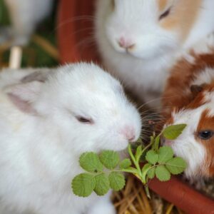 Small Pets