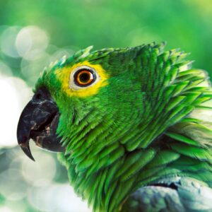 Birds