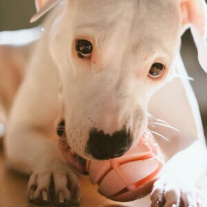 Dog Toys